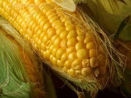 corn.jpg