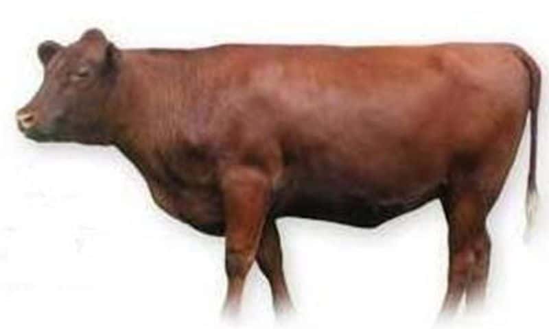 800px-RedheiferInThirdYear